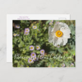 Bloomings uit Californië: Matilija Poppy Briefkaar Briefkaart (Voorkant / Achterkant)