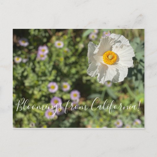 Bloomings uit Californië: Matilija Poppy Briefkaar Briefkaart (Voorkant)