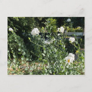 Bloomings uit Californië: Matilija Poppy Briefkaart