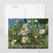 Bloomings uit Californië: Matilija Poppy Briefkaart (Voorkant / Achterkant)