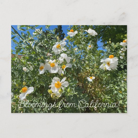 Bloomings uit Californië: Matilija Poppy Briefkaart (Voorkant)