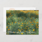 Bloomings uit Californië: May Poppies Briefkaart (Voorkant / Achterkant)