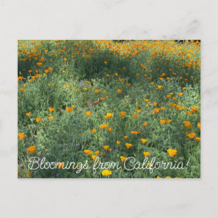 Bloomings uit Californië: May Poppies Briefkaart