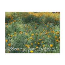 Bloomings uit Californië: May Poppies