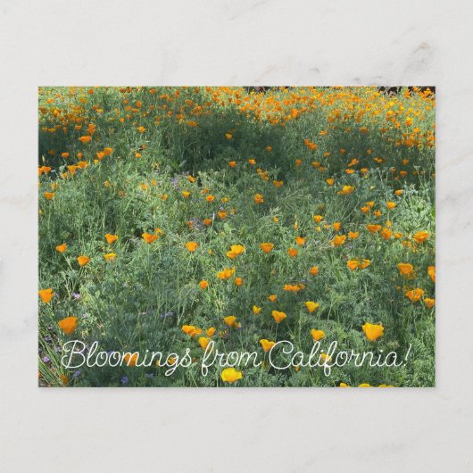Bloomings uit Californië: May Poppies Briefkaart (Voorkant)