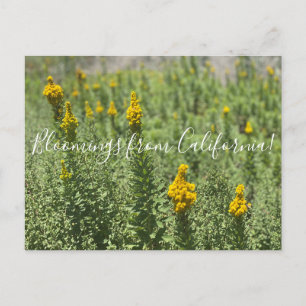 Bloomings uit Californië: Meadow Goldenrod Briefkaart