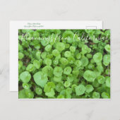 Bloomings uit Californië: Miner's Sla Briefkaart (Voorkant / Achterkant)