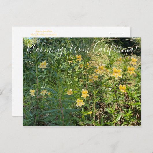 Bloomings uit Californië: Monkeybloem Briefkaart (Voorkant / Achterkant)