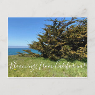 Bloomings uit Californië: Monterey Cypress Briefkaart