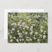 Bloomings uit Californië: Mountain Coyote Mint Briefkaart (Voorkant / Achterkant)