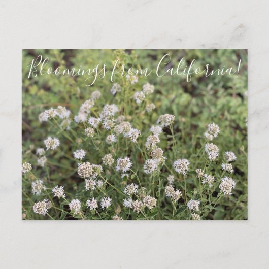 Bloomings uit Californië: Mountain Coyote Mint Briefkaart (Voorkant)