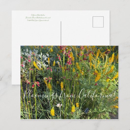 Bloomings uit Californië: Native Meadow Briefkaart (Voorkant / Achterkant)