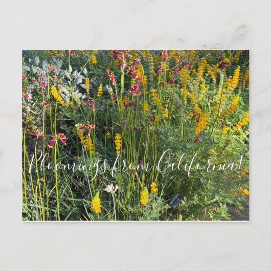 Bloomings uit Californië: Native Meadow Briefkaart (Voorkant)