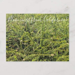 Bloomings uit Californië: Nicolas Chamise Postcar Briefkaart