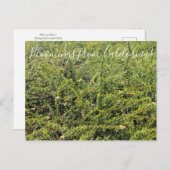 Bloomings uit Californië: Nicolas Chamise Postcar Briefkaart (Voorkant / Achterkant)