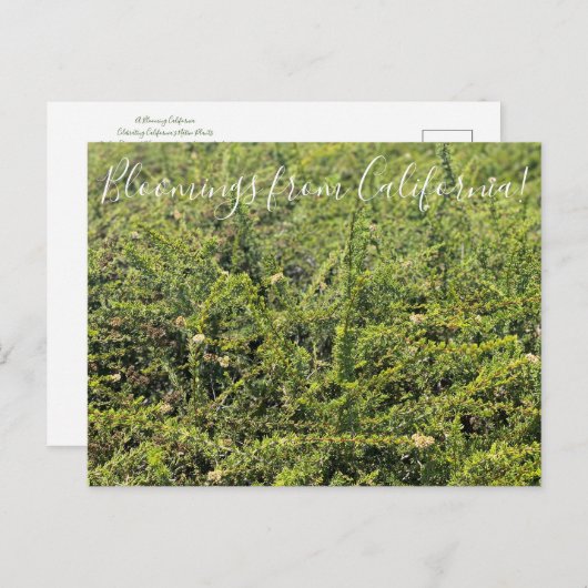 Bloomings uit Californië: Nicolas Chamise Postcar Briefkaart (Voorkant / Achterkant)