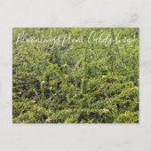 Bloomings uit Californië: Nicolas Chamise Postcar Briefkaart (Voorkant)