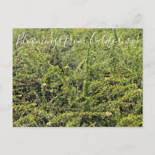 Bloomings uit Californië: Nicolas Chamise Postcar Briefkaart (Voorkant)