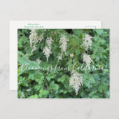Bloomings uit Californië: Ocean Spray Briefkaart (Voorkant / Achterkant)