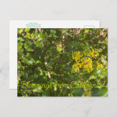 Bloomings uit Californië: Oregon Grapes Briefkaart (Voorkant / Achterkant)