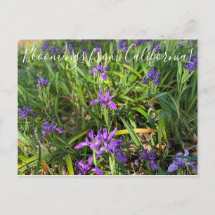 Bloomings uit Californië: Pacific Coast Iris Post Briefkaart