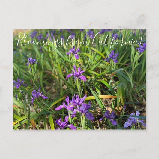 Bloomings uit Californië: Pacific Coast Iris Post Briefkaart (Voorkant)
