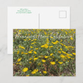 Bloomings uit Californië: Pacific Gumweed Briefkaart (Voorkant / Achterkant)