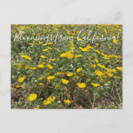 Bloomings uit Californië: Pacific Gumweed Briefkaart