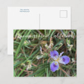 Bloomings uit Californië: Pacific Iris Zee Gal Briefkaart (Voorkant / Achterkant)