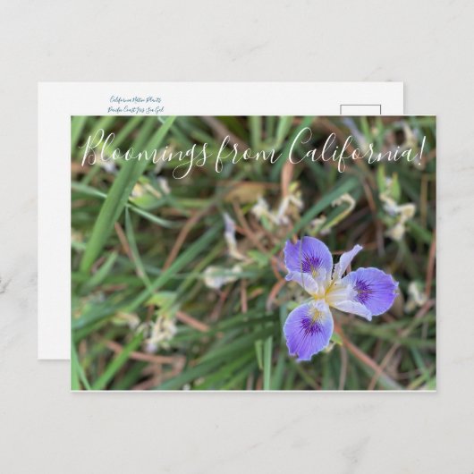 Bloomings uit Californië: Pacific Iris Zee Gal Briefkaart (Voorkant / Achterkant)