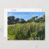 Bloomings uit Californië: Pacifische kustIrises Briefkaart (Voorkant / Achterkant)
