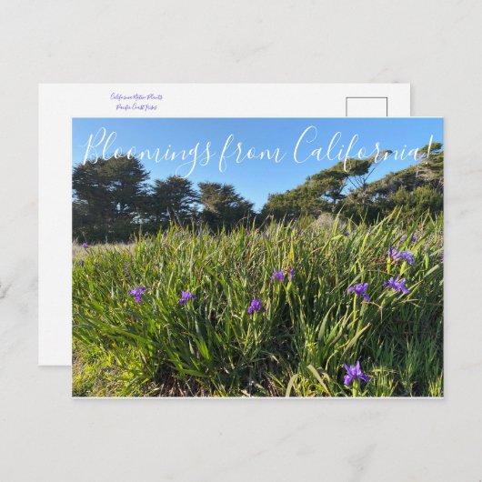 Bloomings uit Californië: Pacifische kustIrises Briefkaart (Voorkant / Achterkant)