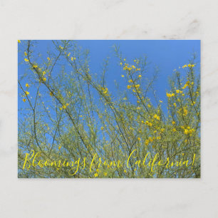 Bloomings uit Californië: Palo Verde Briefkaart