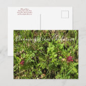 Bloomings uit Californië: Plume Postcar van Warrio Briefkaart (Voorkant / Achterkant)
