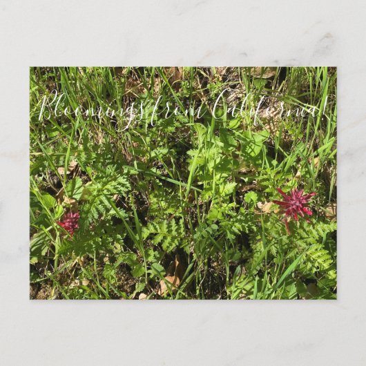 Bloomings uit Californië: Plume Postcar van Warrio Briefkaart (Voorkant)