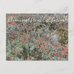 Bloomings uit Californië: primaire kleuren Briefkaart