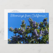 Bloomings uit Californië: Ray Hartman Ceanothus Briefkaart (Voorkant / Achterkant)
