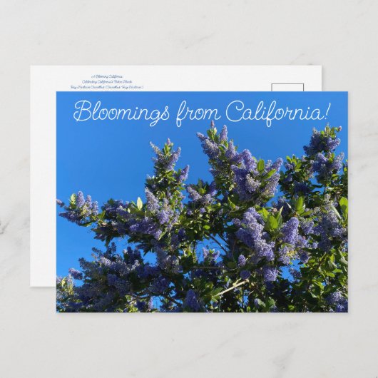 Bloomings uit Californië: Ray Hartman Ceanothus Briefkaart (Voorkant / Achterkant)