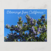 Bloomings uit Californië: Ray Hartman Ceanothus Briefkaart (Voorkant)