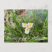 Bloomings uit Californië: Ray Hartman Ceanothus Briefkaart (Voorkant)