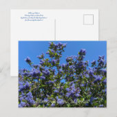 Bloomings uit Californië: Ray Hartman Ceanothus Briefkaart (Voorkant / Achterkant)
