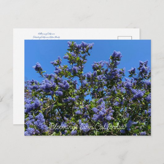 Bloomings uit Californië: Ray Hartman Ceanothus Briefkaart (Voorkant / Achterkant)