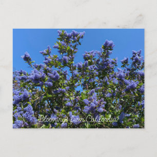 Bloomings uit Californië: Ray Hartman Ceanothus Briefkaart