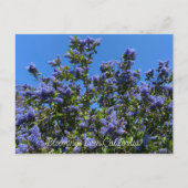 Bloomings uit Californië: Ray Hartman Ceanothus Briefkaart (Voorkant)