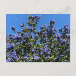 Bloomings uit Californië: Ray Hartman Ceanothus Briefkaart