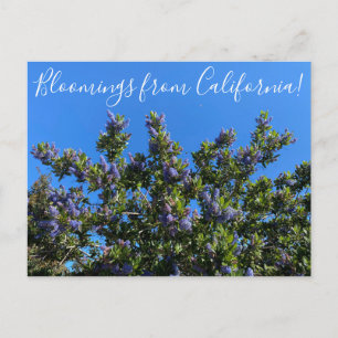 Bloomings uit Californië: Ray Hartman Ceanothus Briefkaart
