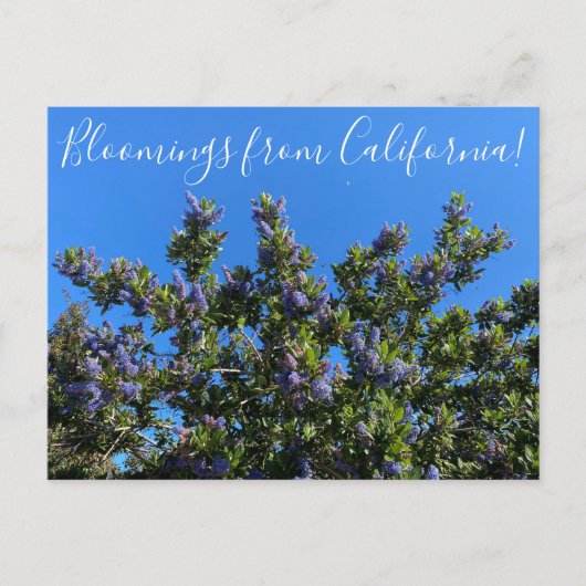 Bloomings uit Californië: Ray Hartman Ceanothus Briefkaart (Voorkant)