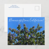 Bloomings uit Californië: Ray Hartman Ceanothus Briefkaart (Voorkant / Achterkant)