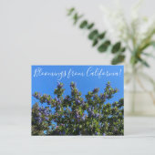 Bloomings uit Californië: Ray Hartman Ceanothus P Briefkaart (Staand voorkant)