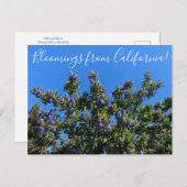 Bloomings uit Californië: Ray Hartman Ceanothus P Briefkaart (Voorkant / Achterkant)